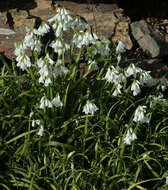 Image of Threecorner leek