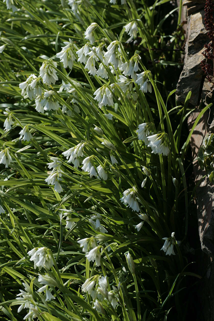 Image of Threecorner leek