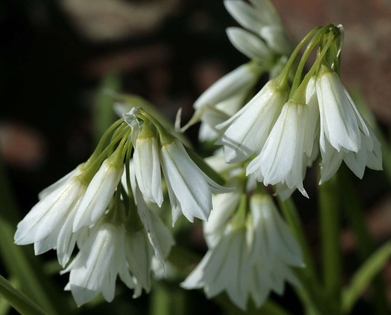 Image of Threecorner leek