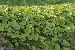 Image of Winter heliotrope