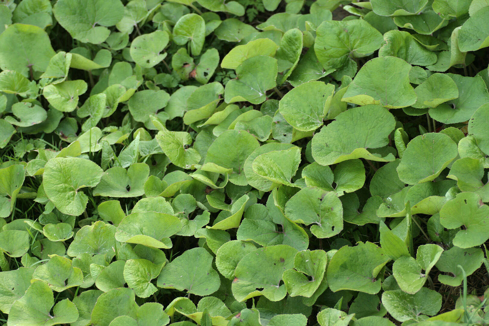 Image of Winter heliotrope