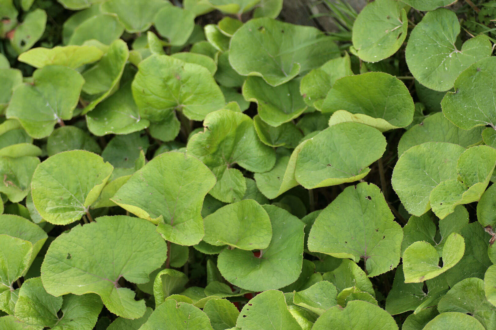 Image of Winter heliotrope