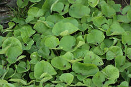 Image of Winter heliotrope