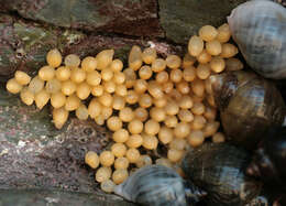 Image of Dog whelk