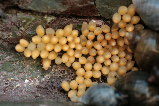 Image of Dog whelk