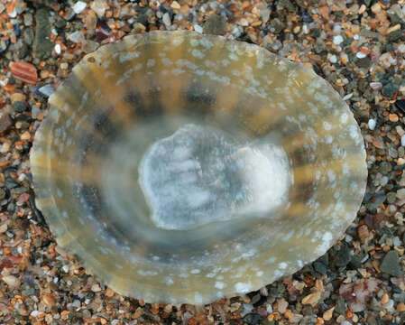 Image of Common limpet