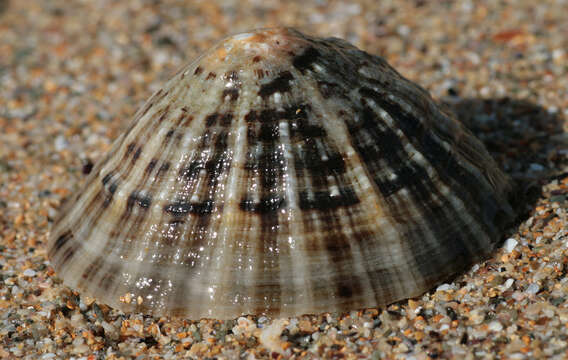 Image of Common limpet