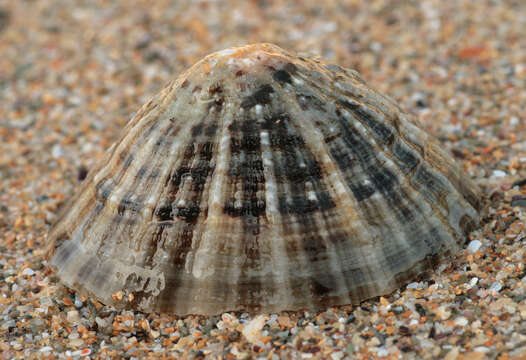 Image of Common limpet