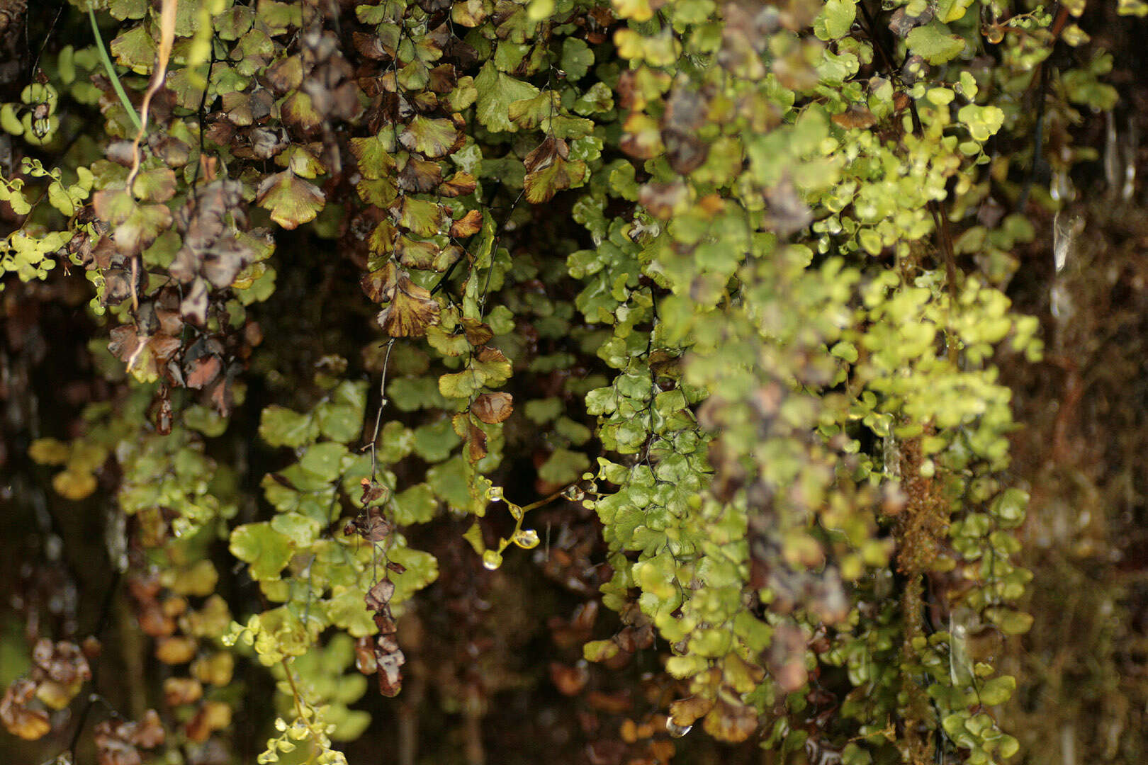 Слика од Adiantum capillus-veneris L.