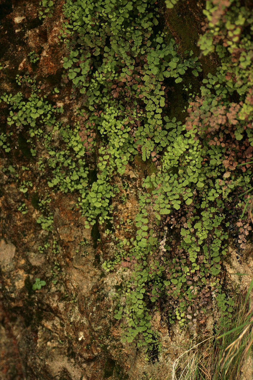 Image of Maidenhair Fern