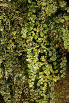 Image of Maidenhair Fern