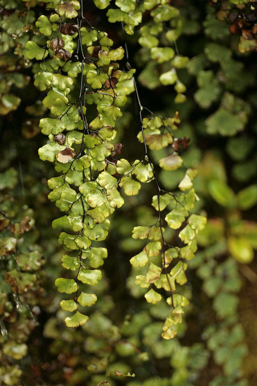 Image of Maidenhair Fern