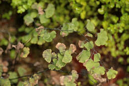 Image of Maidenhair Fern