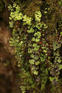 Image of Maidenhair Fern