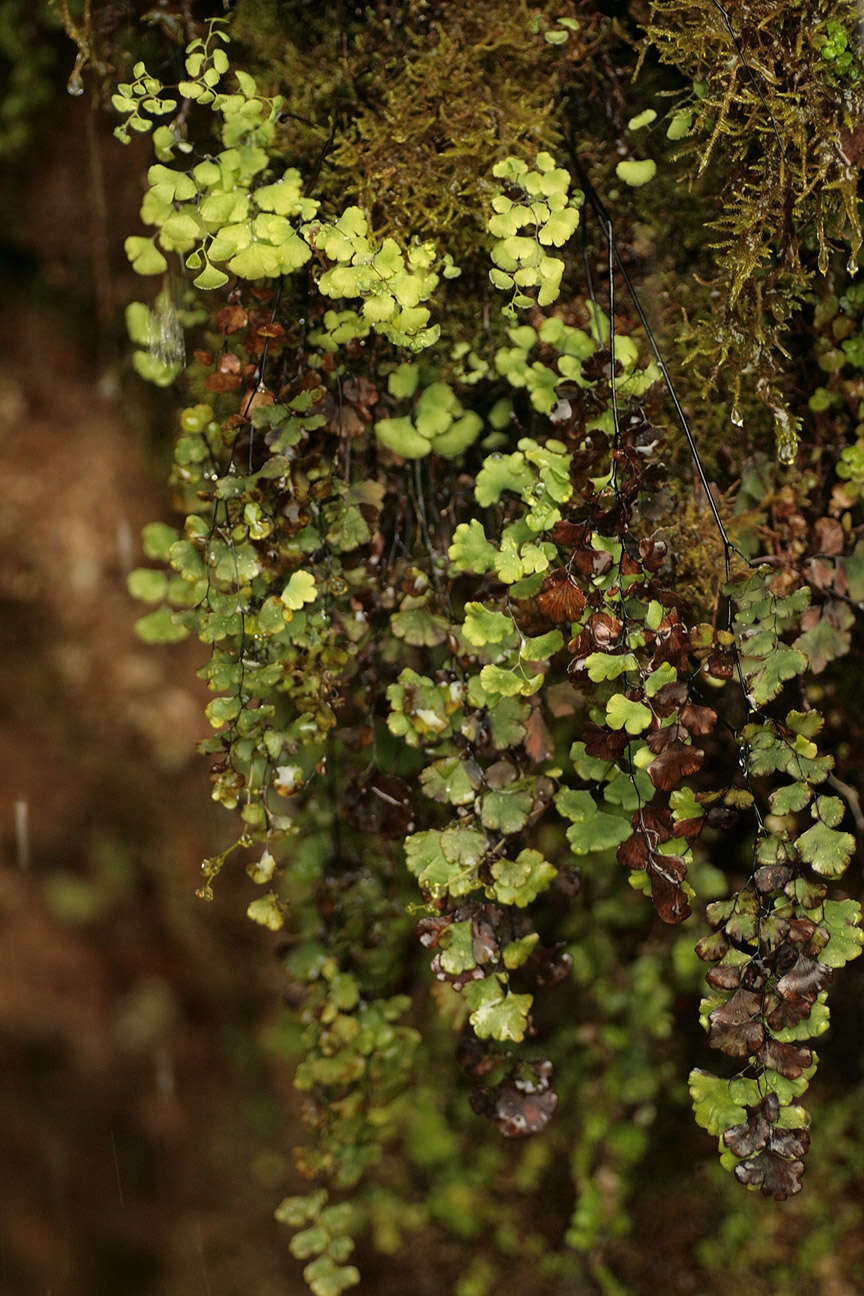 Image of Maidenhair Fern