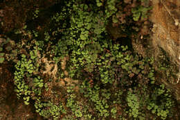 Image of Maidenhair Fern