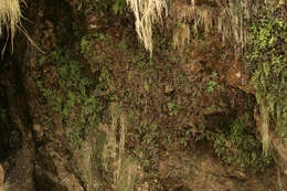 Image of Maidenhair Fern