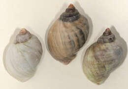 Image of Dog whelk