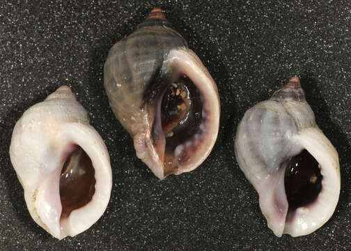 Image of Dog whelk