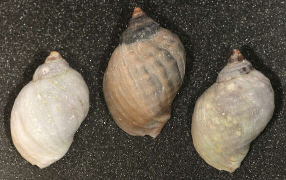 Image of Dog whelk