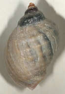 Image of Dog whelk