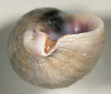 Image of Dog whelk