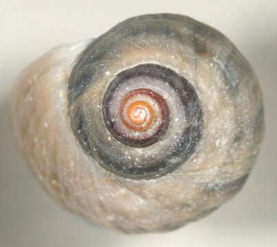 Image of Dog whelk