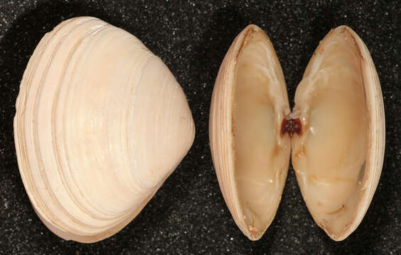 Image of surf clam