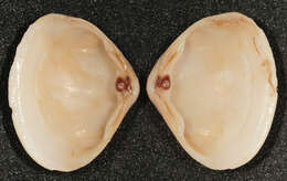 Image of surf clam