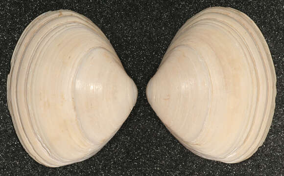 Image of surf clam