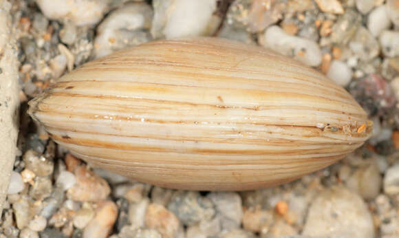 Image of corrugated venus