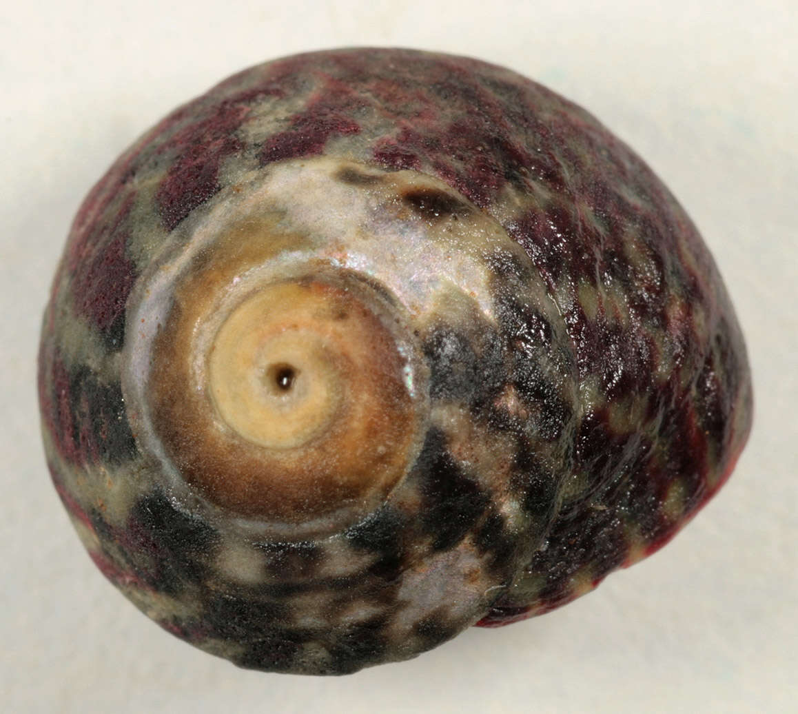 Image of Steromphala umbilicalis (da Costa 1778)