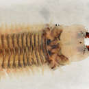 Image of marine ragworm