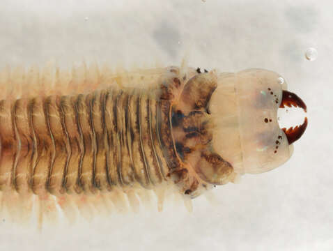 Image of marine ragworm