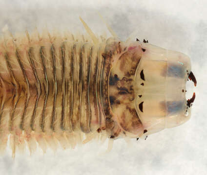 Image of marine ragworm