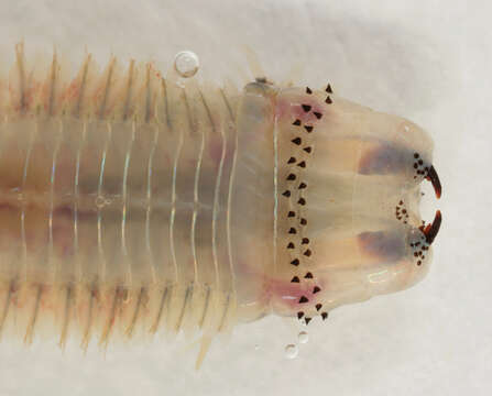Image of marine ragworm