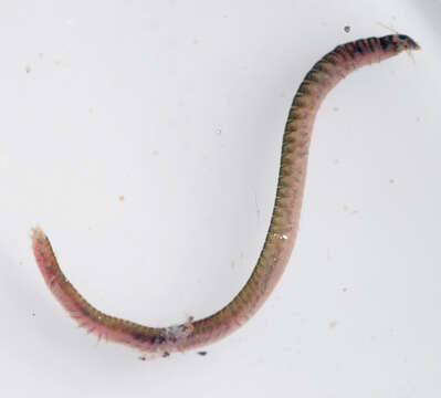 Image of marine ragworm