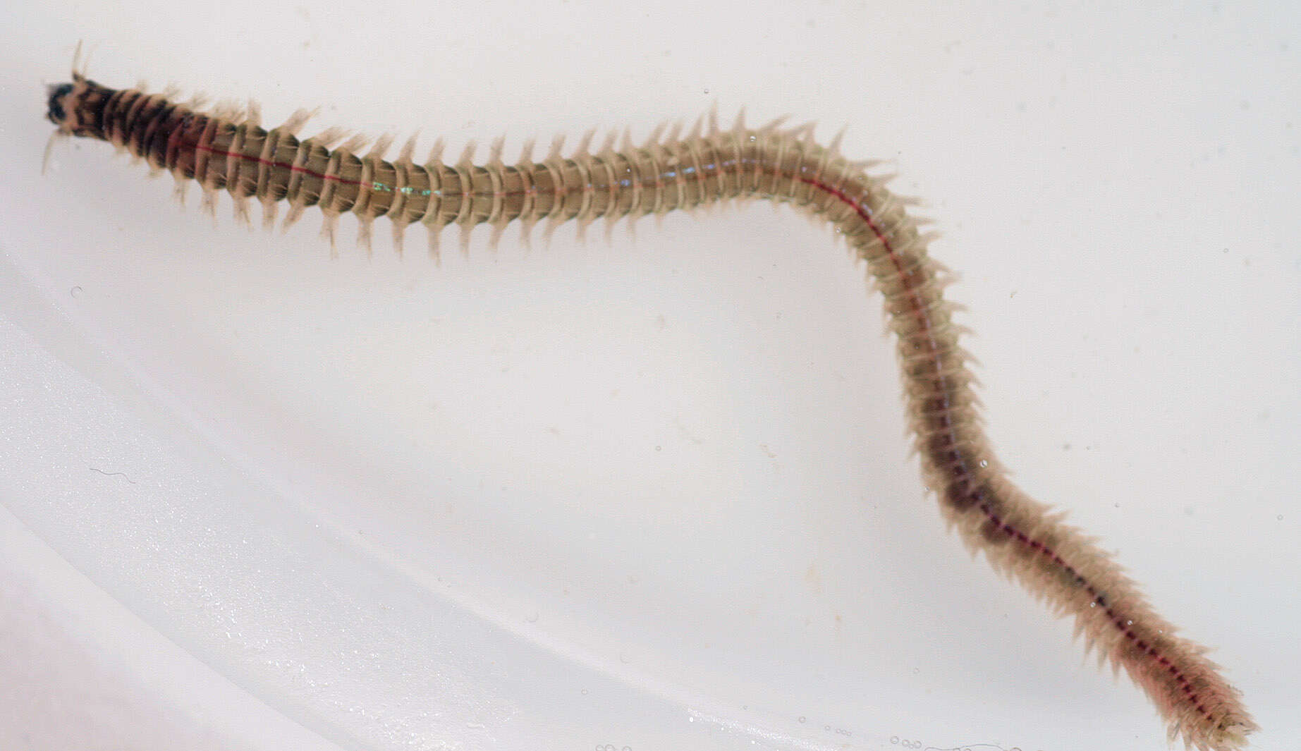 Image of marine ragworm