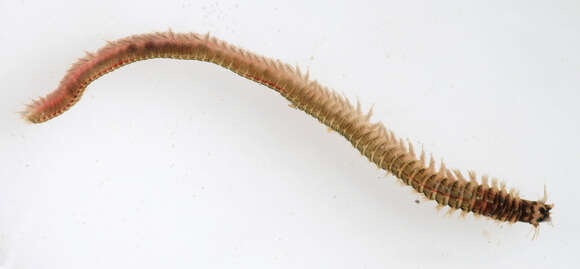 Image of marine ragworm