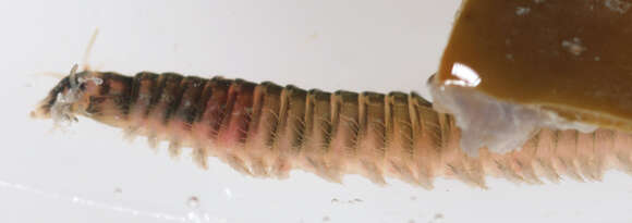 Image of marine ragworm