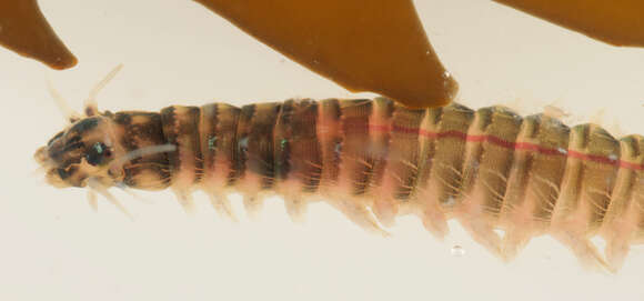 Image of marine ragworm