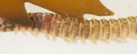 Image of marine ragworm