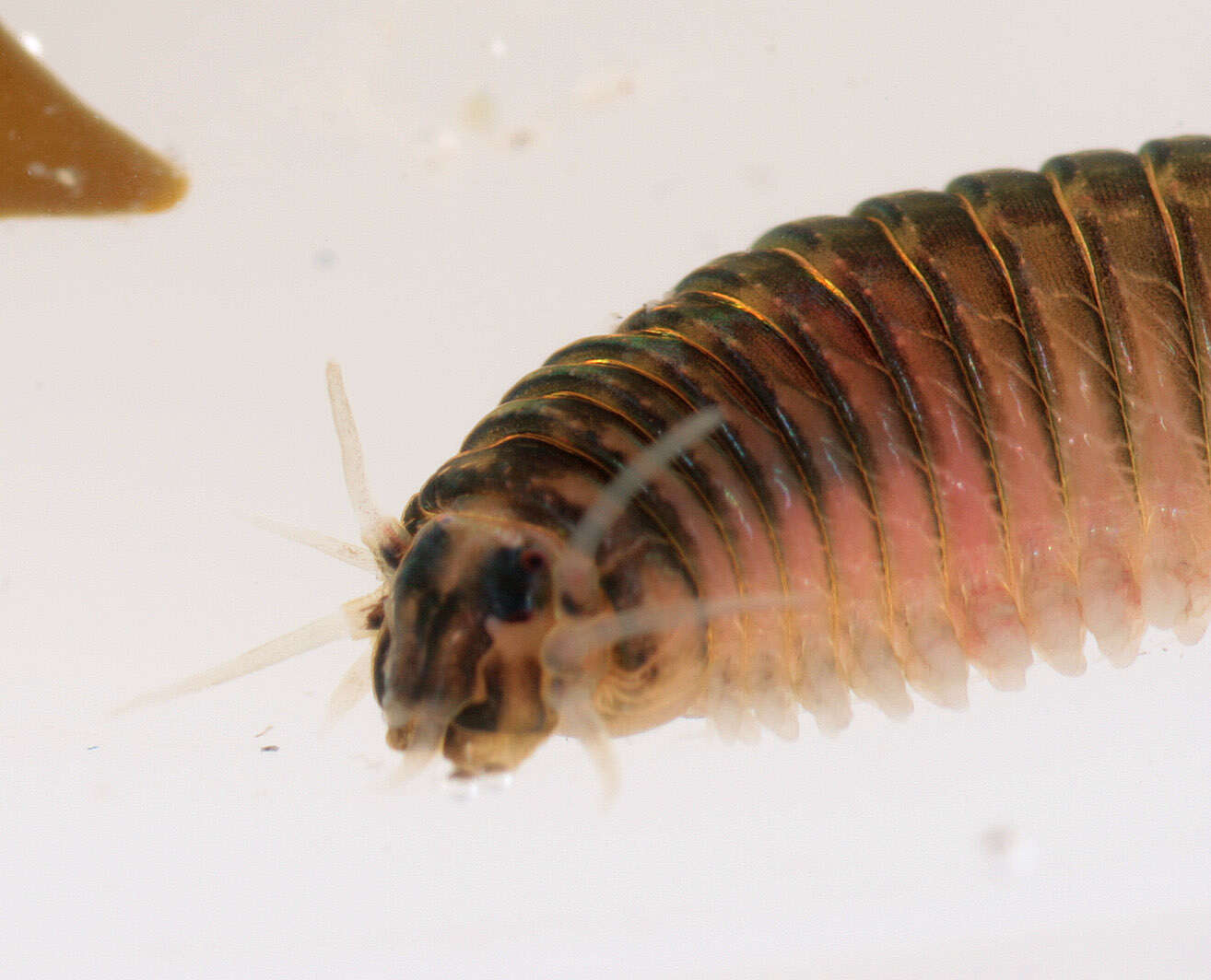 Image of marine ragworm