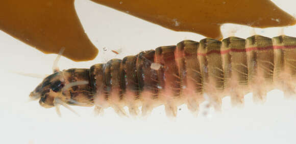 Image of marine ragworm