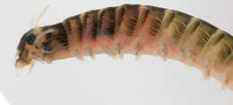 Image of marine ragworm