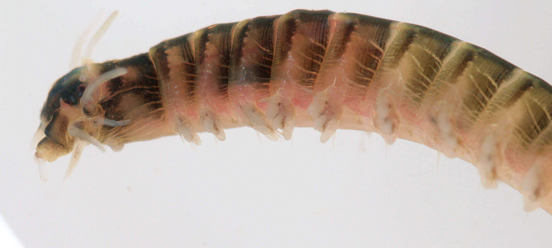 Image of marine ragworm