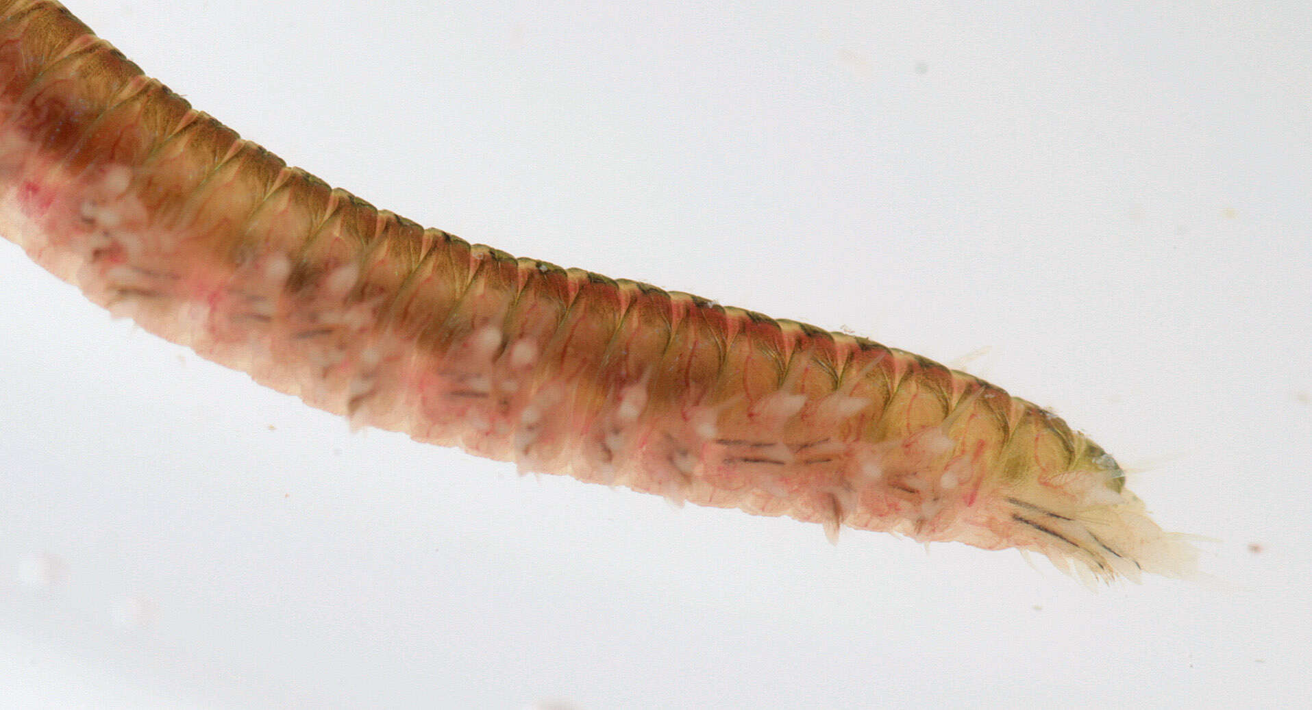 Image of marine ragworm