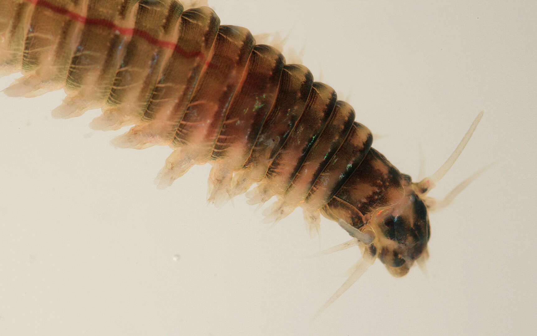 Image of marine ragworm