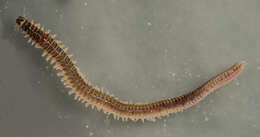 Image of marine ragworm