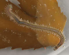 Image of marine ragworm